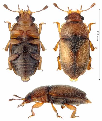 Pria dulcamarae